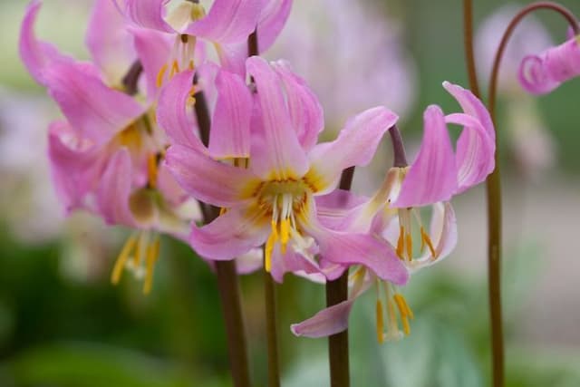 Faunh lily 'Kinfauns Sunrise'