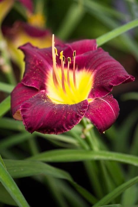 daylily 'Bela Lugosi'