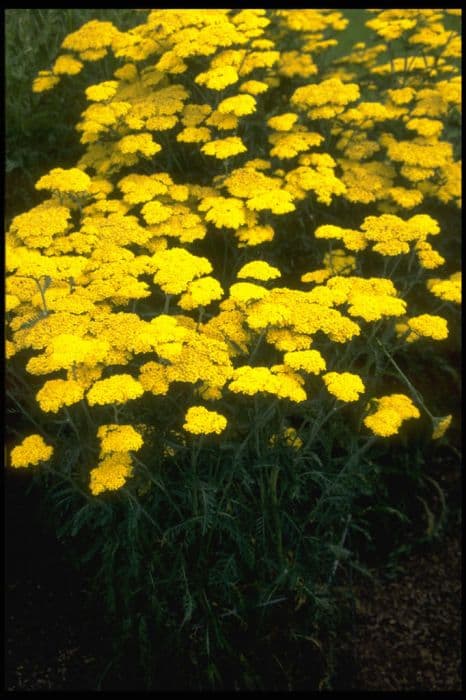 yarrow 'Helios'