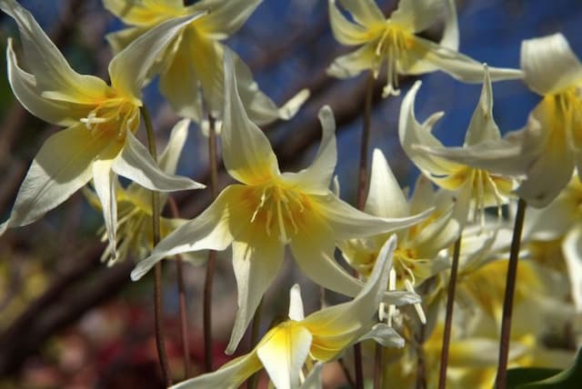 Sierra fawn lily