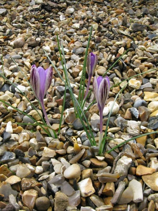 pygmy crocus