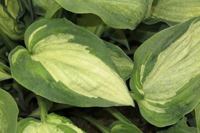 plantain lily 'Ghost Spirit'