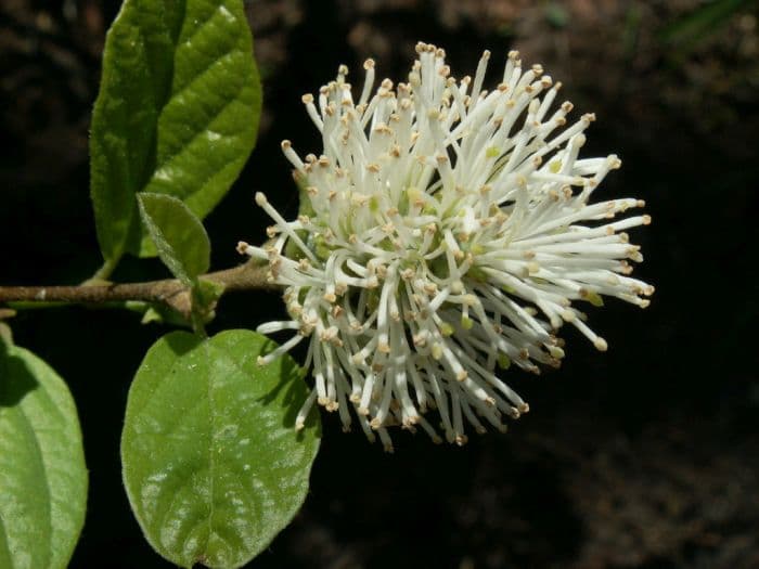 fothergilla 'Blue Mist'