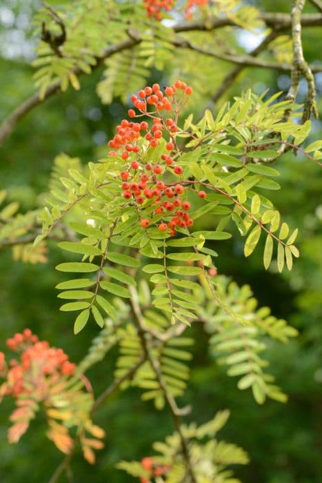 Esserteau's rowan