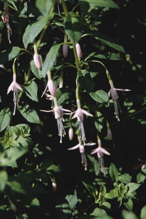 fuchsia 'Mrs W.P. Wood'