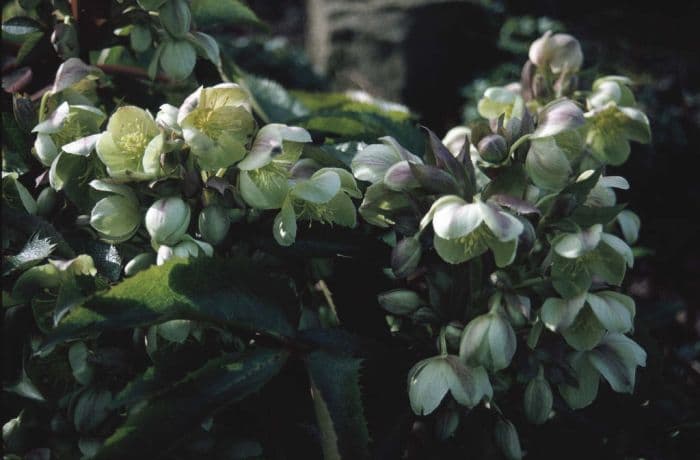 hellebore Blackthorn Group