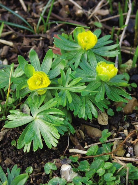 winter aconite 'Noël Ayres'