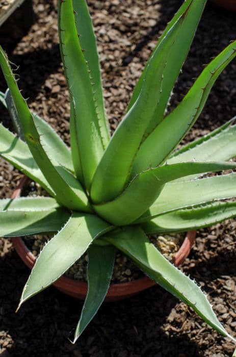 dark-flowered agave