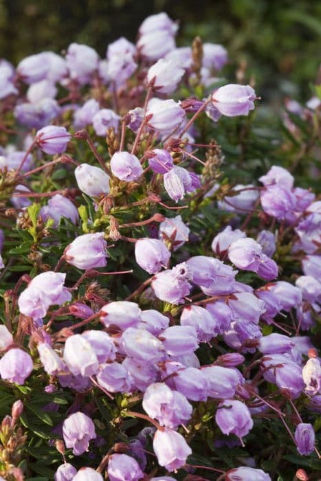 phylliopsis 'Sugar Plum'