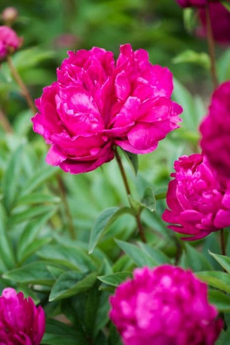 Peony 'Augustin d'Hour'