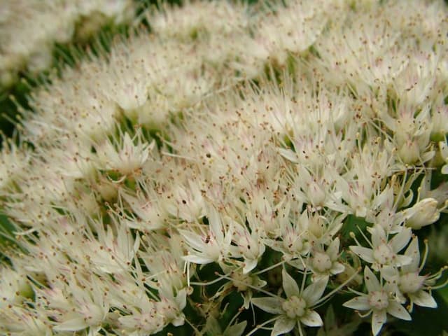 Ice plant 'Iceberg'