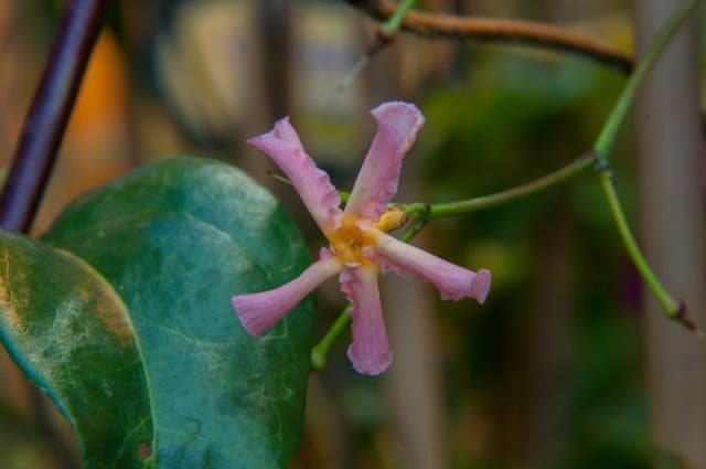 Asiatic jasmine 'Pink Showers'