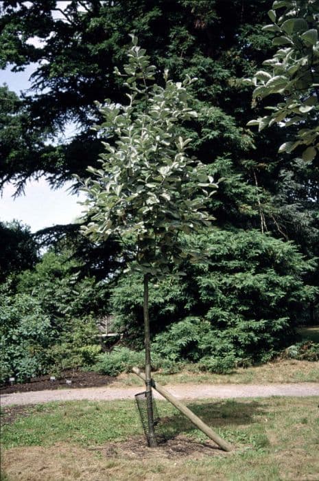 Tibetan whitebeam 'John Mitchell'