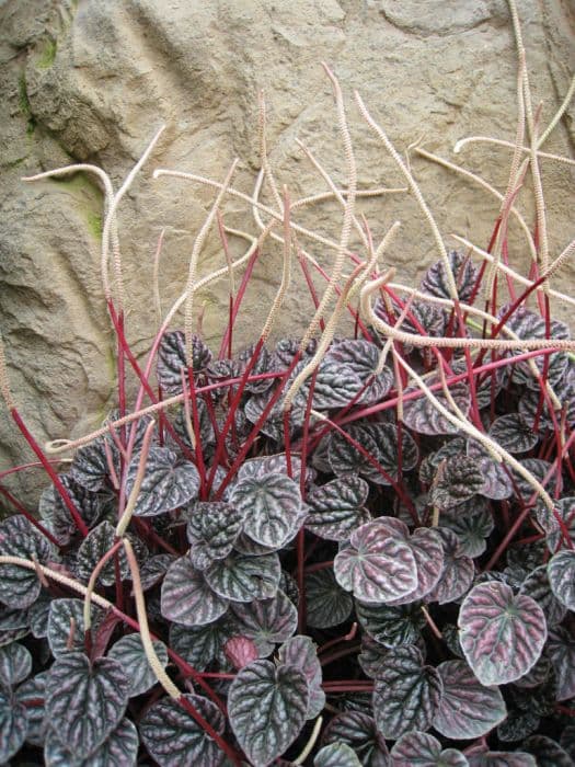 radiator plant 'Luna Red'