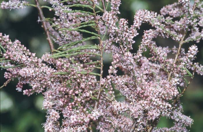 four-stamen tamarisk