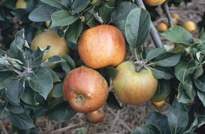 apple 'King of the Pippins'