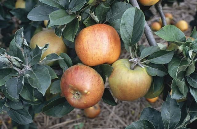 Apple 'King of the Pippins'