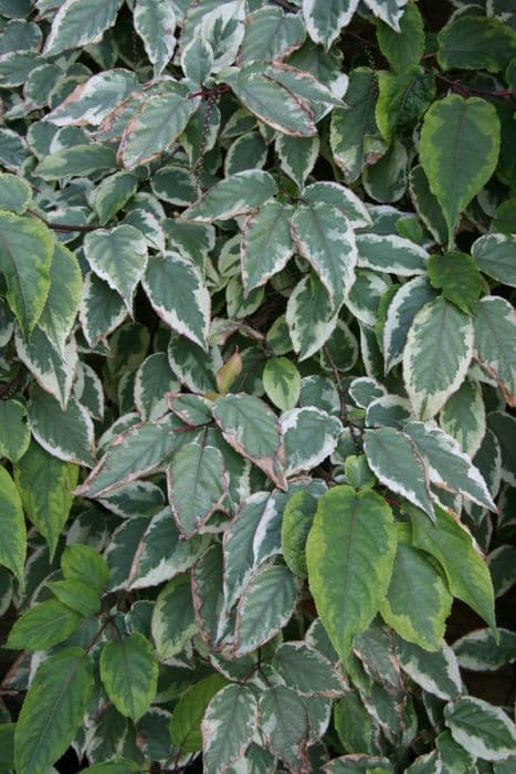 stachyurus 'Magpie'