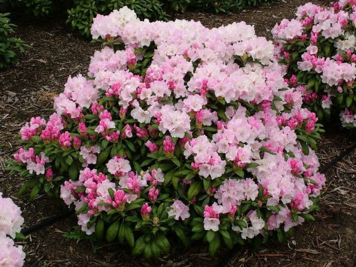 rhododendron 'Crete'