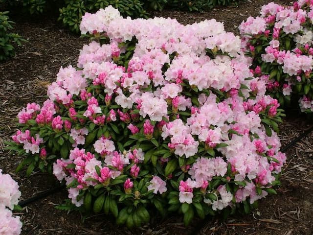 Rhododendron 'Crete'