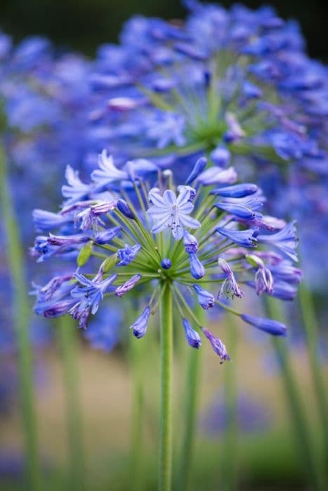 African lily 'Monique'