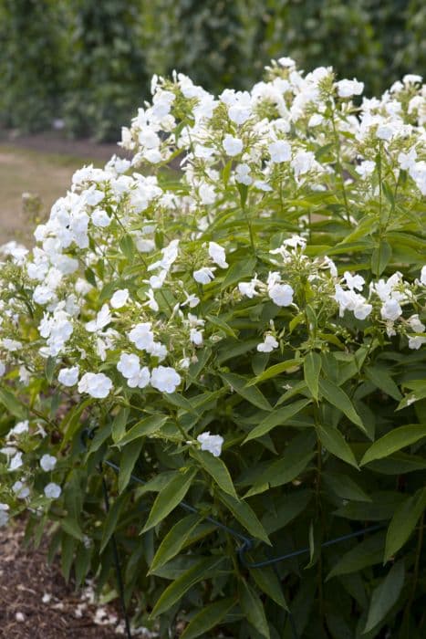 perennial phlox 'Rembrandt'