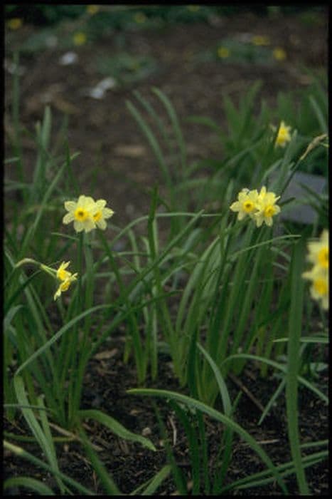 daffodil 'Minnow'