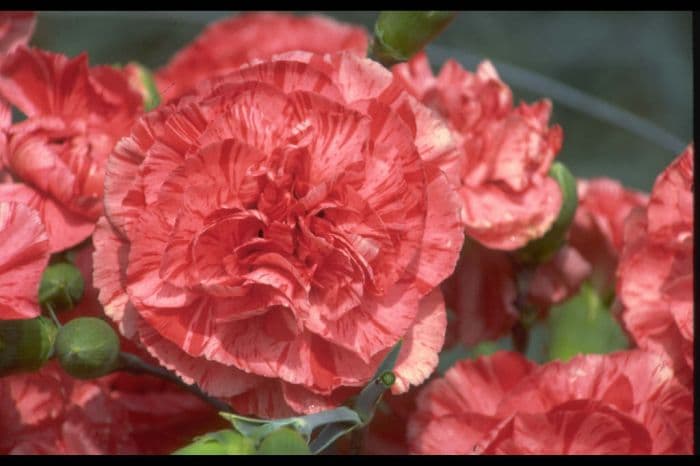 border carnation 'Peter Wood'