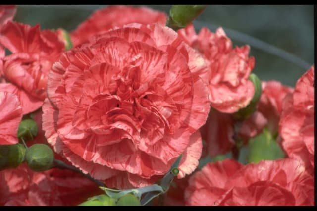 Border carnation 'Peter Wood'