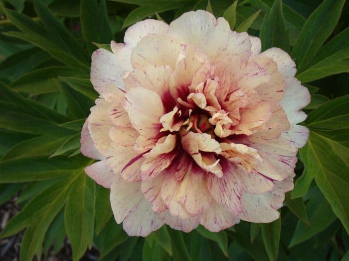 peony 'All That Jazz'