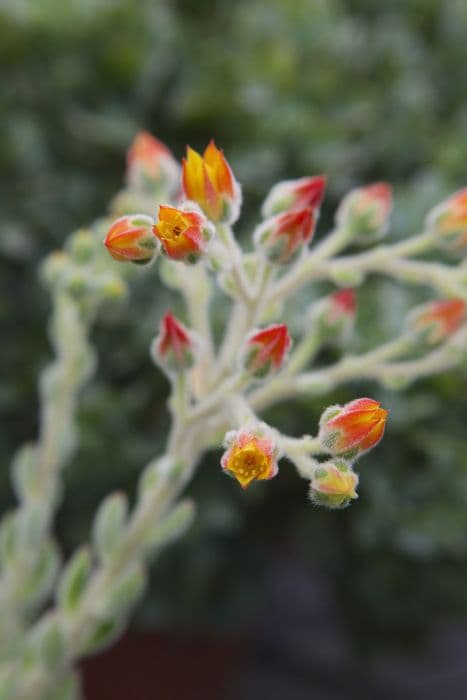 silky echeveria