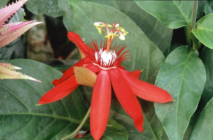 vine-leaved passion flower