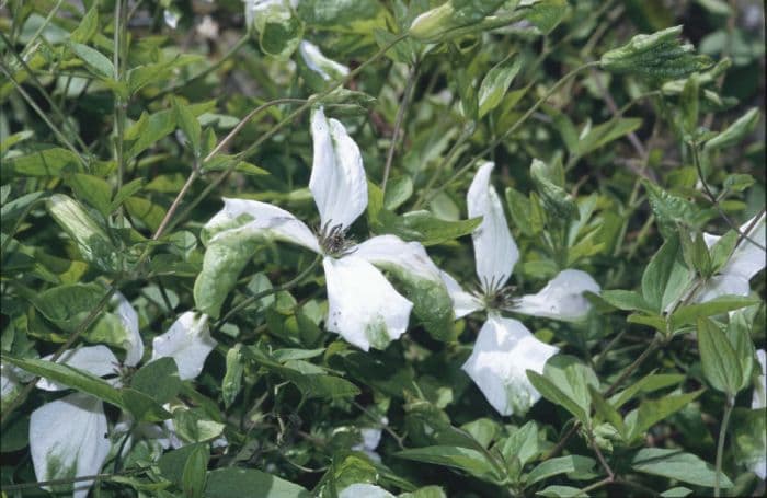 clematis 'Alba Luxurians'