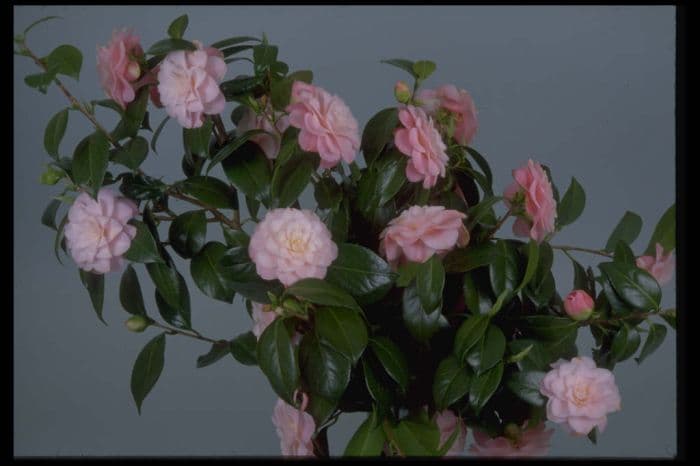 camellia 'Annie Wylam'