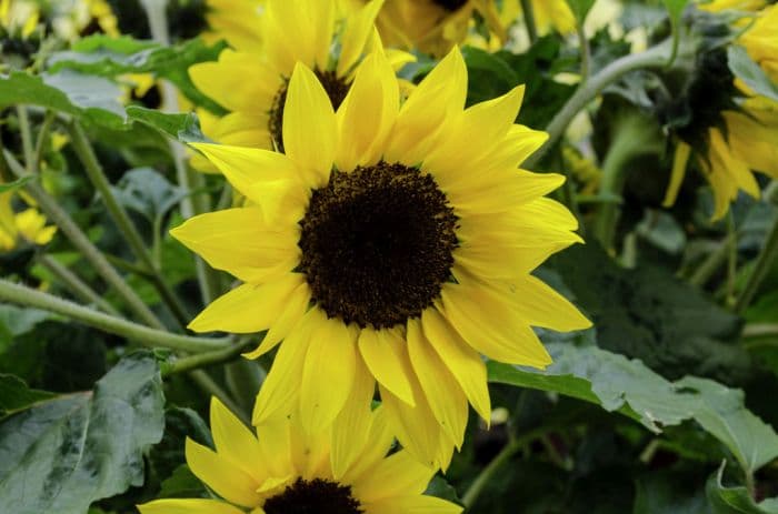 sunflower 'Sunsation Yellow'