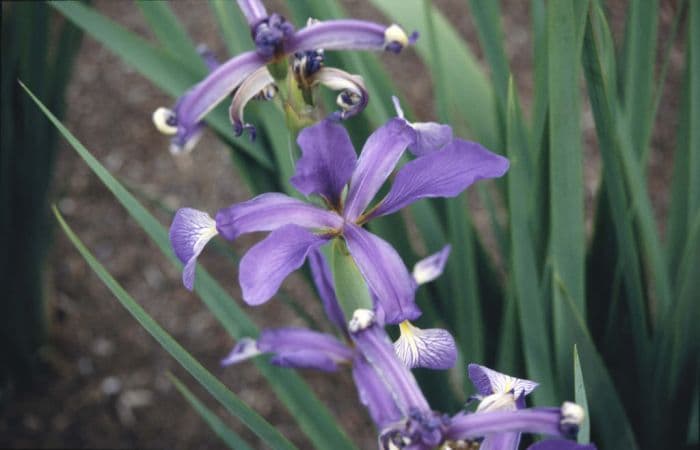 iris 'Belise'