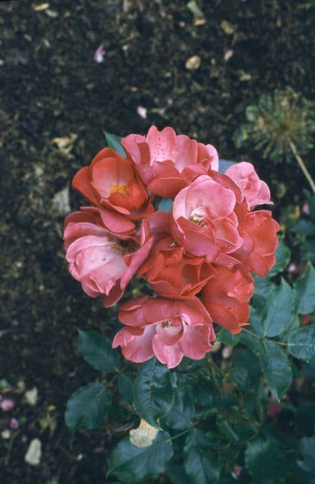 Rose [Red Blanket]