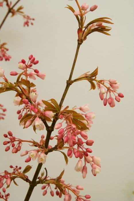 Rose-coloured Chinese bladdernut