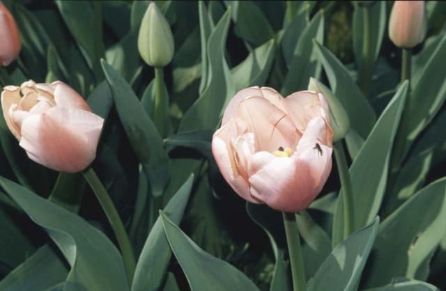 Tulip 'Ollioules'