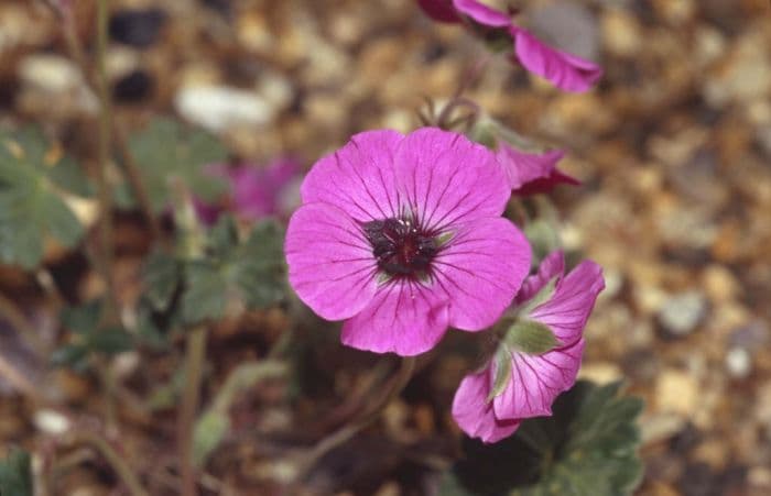 grey cranesbill 'Splendens'