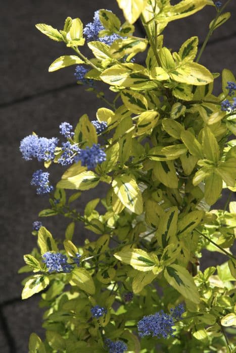 Californian lilac 'Pershore Zanzibar'