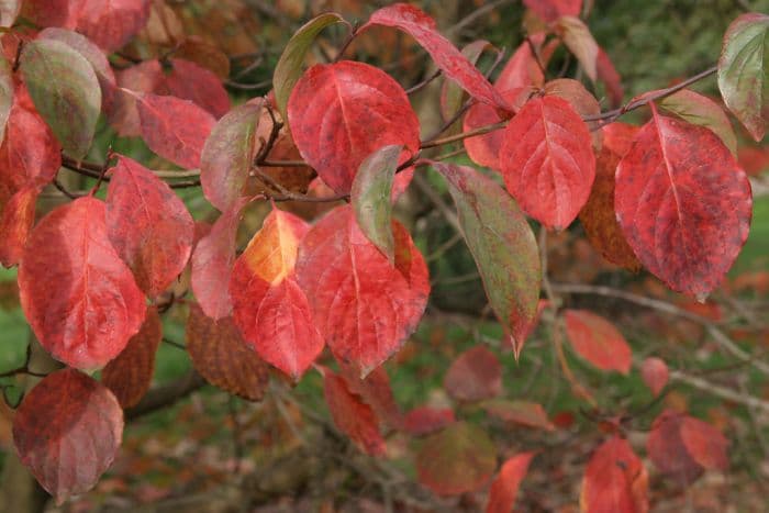 dogwood 'Ormonde'