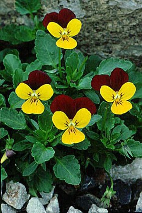 Viola 'Jackanapes'