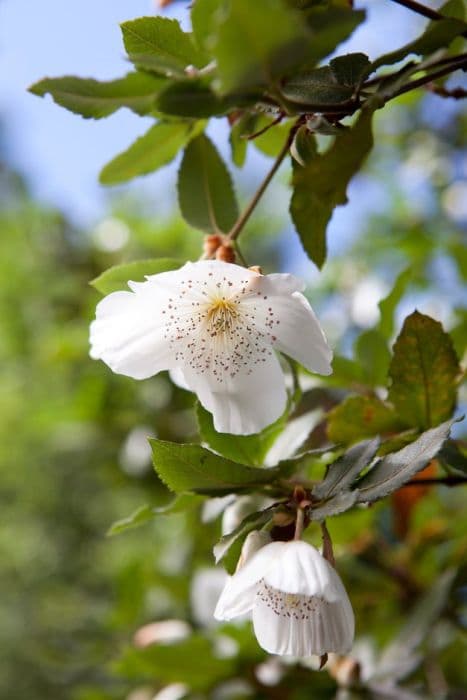 Nyman's hybrid eucryphia 'Nymansay'