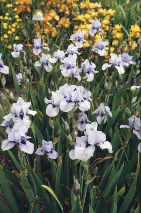 iris 'Blackbeard'