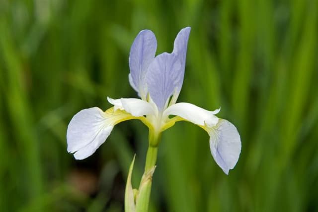 Siberian iris 'Summer Sky'