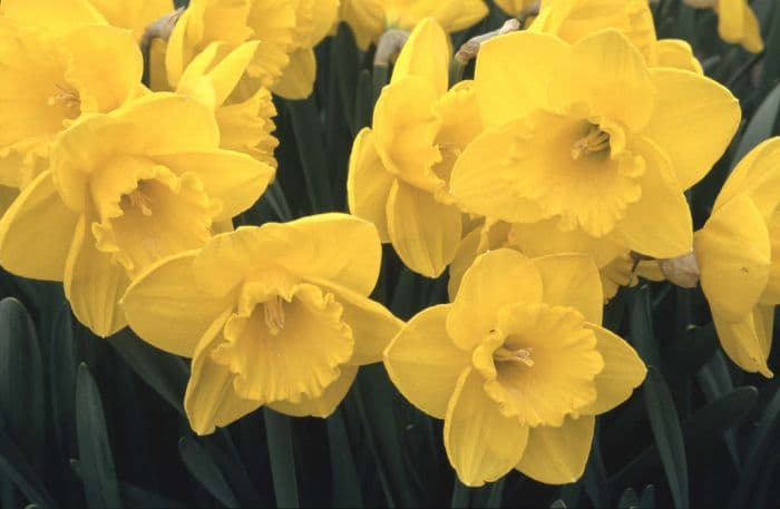 daffodil 'Gold Beach'