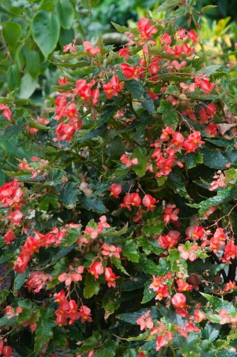 begonia 'Lois Burks'