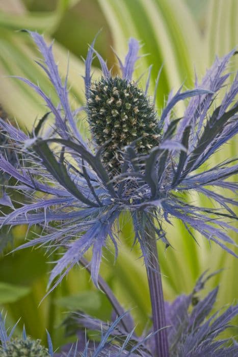 alpine eryngo 'Blue Star'