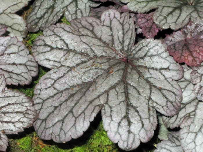 alum root 'Shanghai'